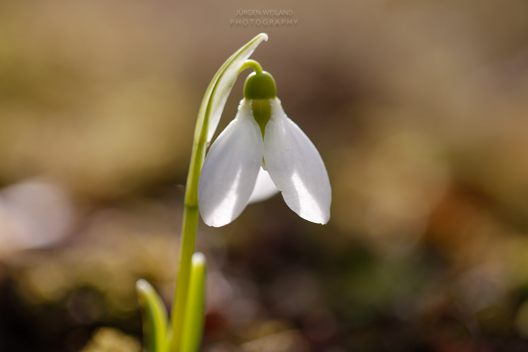 Galanthus nivalis Schneeglöckchen Common Snowdrop-2