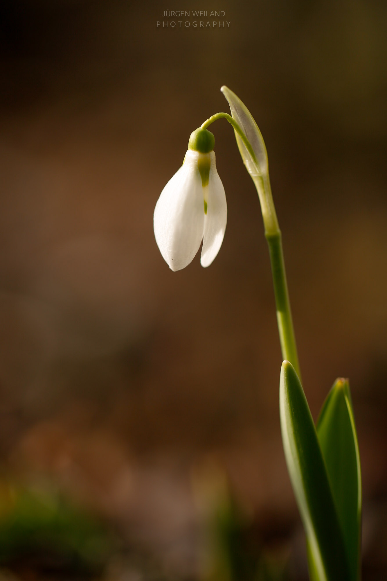 Galanthus nivalis Schneeglöckchen Common Snowdrop