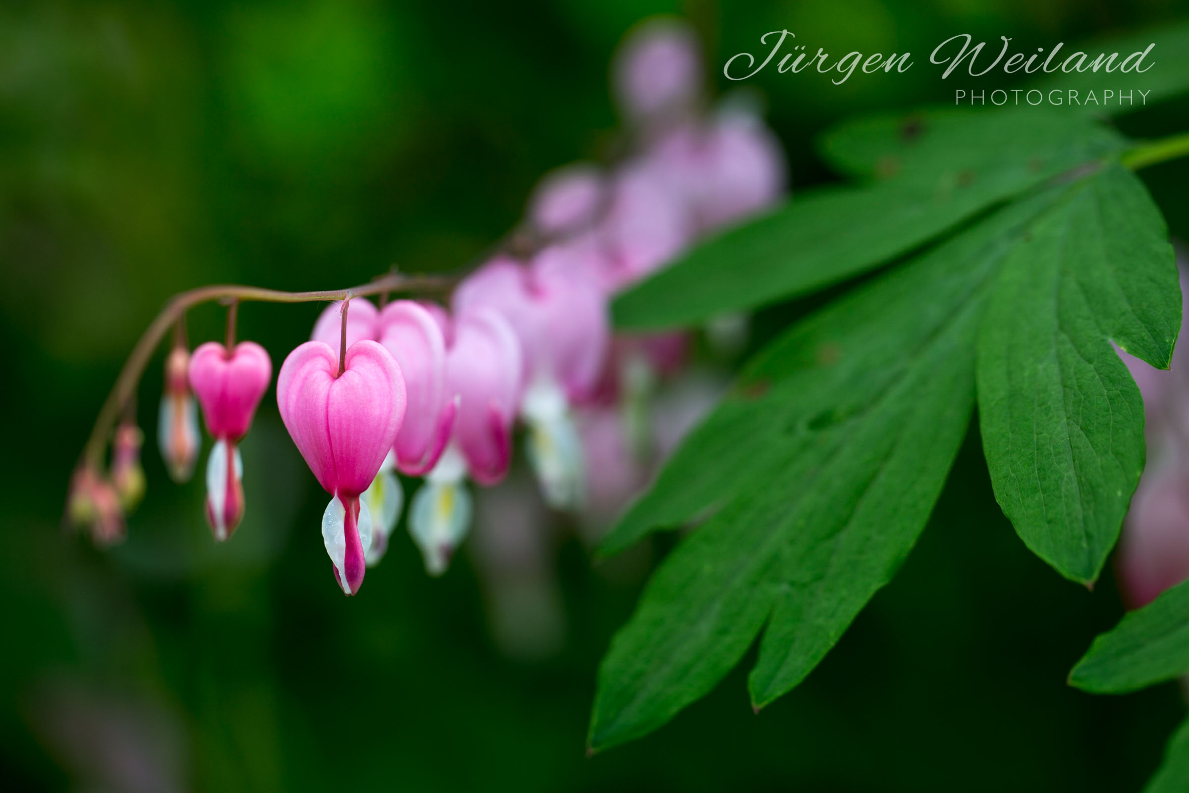 Lamprocapnos spectabilis Tränendes Herz Bleeding Heart