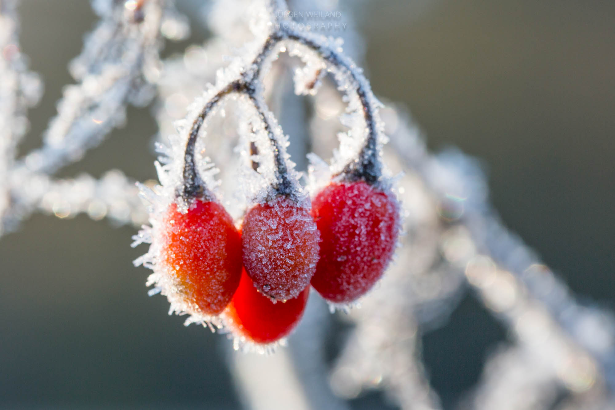 Solanum dulcamara Bittersüß_