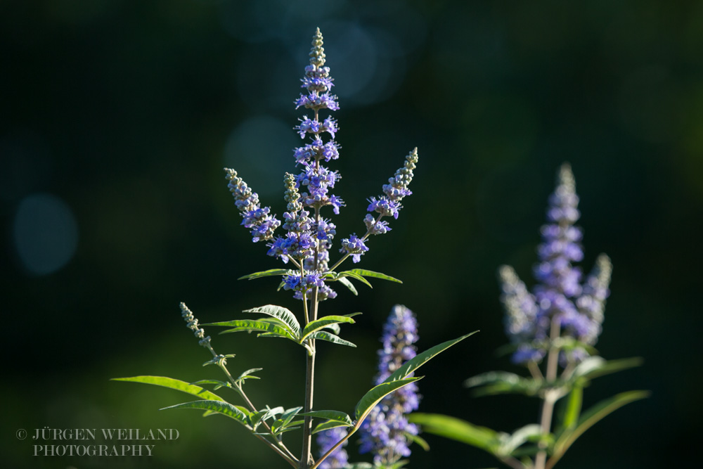 Vitex agnus-castus Mönchspfeffer