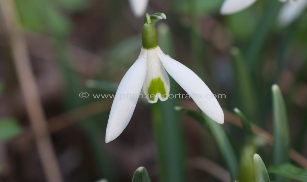 Galanthus nivalis Schneegloeckchen Common Snowdrop 2.jpg