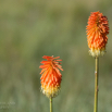 Kniphofia caulescens Lesotho Red-hot Poker-2.jpg