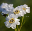 Achillea ptarmica Sumpf Schafgarbe Sneezewort.jpg