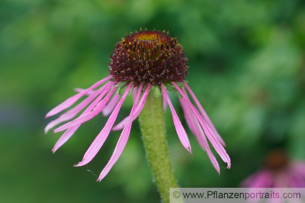 Echinacea pallida Scheinsonnenhut Cone Flower1.jpg