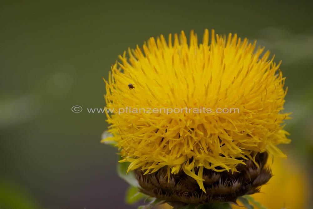 Echinops exaltatus Russische Kugeldistel Russian Globe Thistle1.jpg