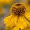 Helenium bigelowii The Bishop.jpg