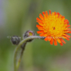 Hieracium aurantiacum Orangerotes Habichtskraut Orange Hawkweed 2.jpg