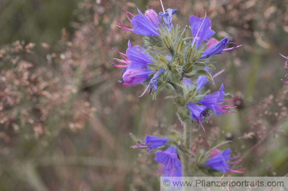 Echium vulgare Gewoehnlicher Natternkopf Vipers Bugloss 6.jpg