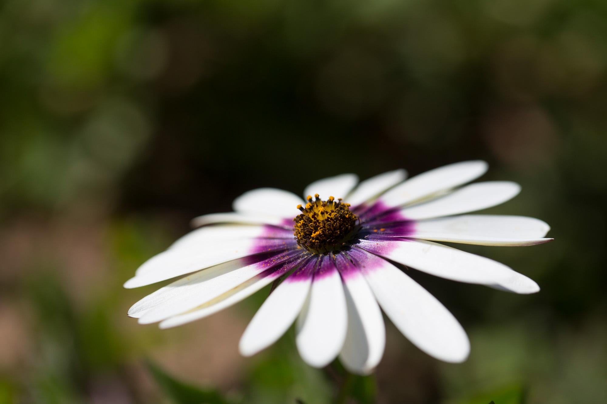 Dimorphotheca pluvialis