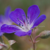 Geranium sylvaticum Wald Storchschnabel Wood cranesbill.jpg