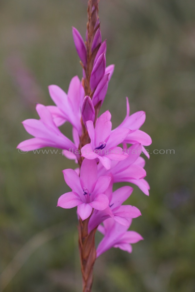 Watsonia densiflora Natal Watsonia 2.jpg