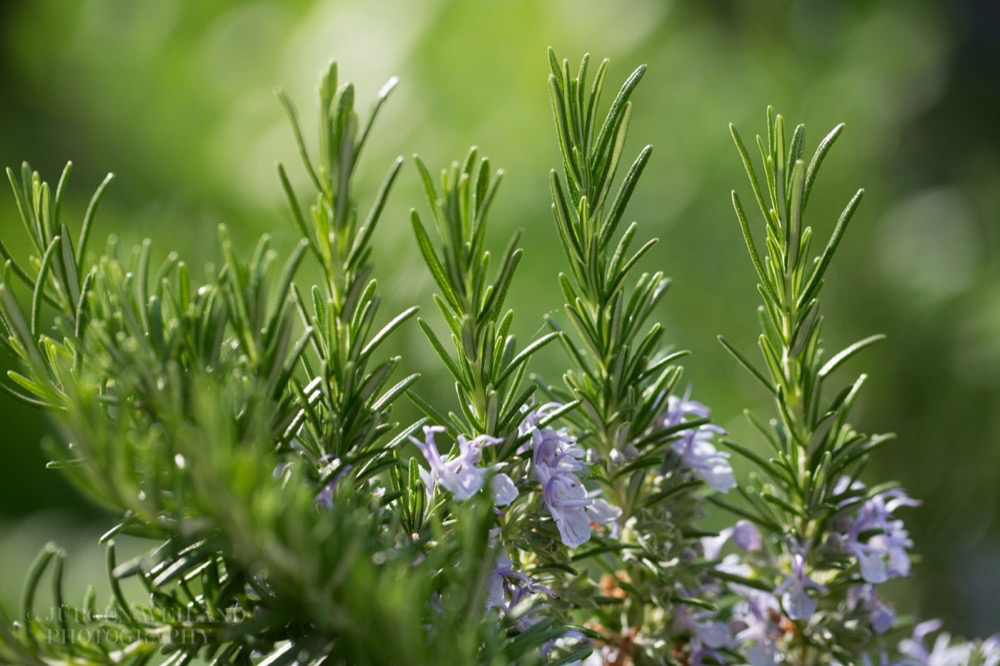 Rosmarinus officinalis Rosmarin Rosemary.jpg