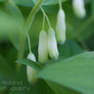 Polygonatum odoratum Echtes Salomonssiegel Wohlriechende Weisswurz Leeser Salomon Seal.jpg