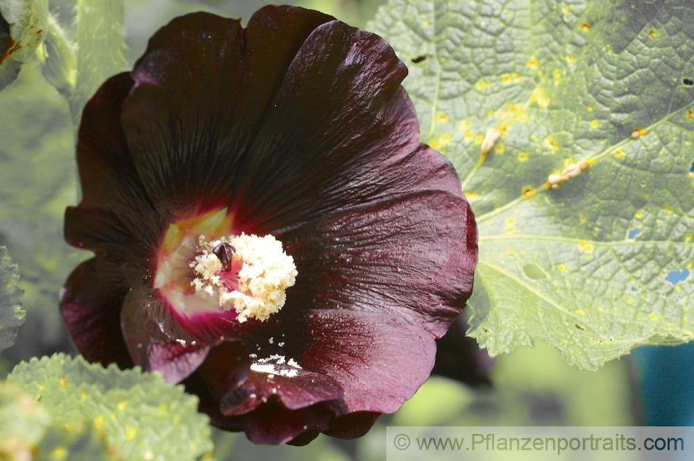 Alcea rosea Chinesische Stockrose Hollyhock 2.jpg
