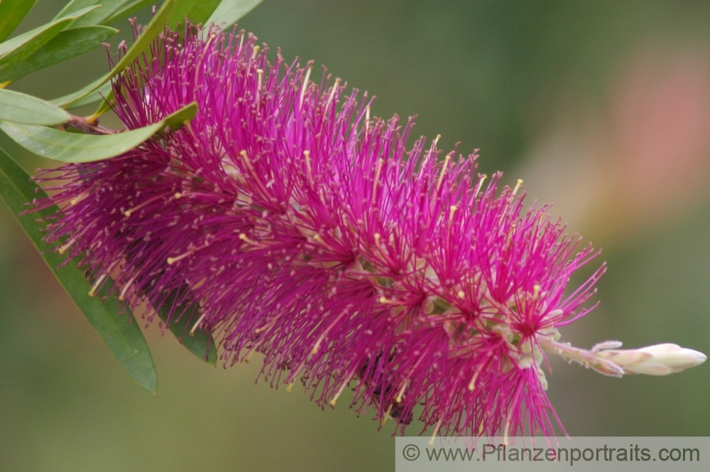 Callistemon citrinus Kaminroter Zylinderputzer Crimson Bottlebrush 2.jpg