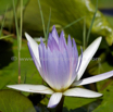 Nymphae nochali Blue star water lily.jpg