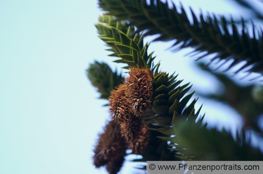 Araucaria araucana Andentanne_Araukarie Monkey Puzzle 3.jpg