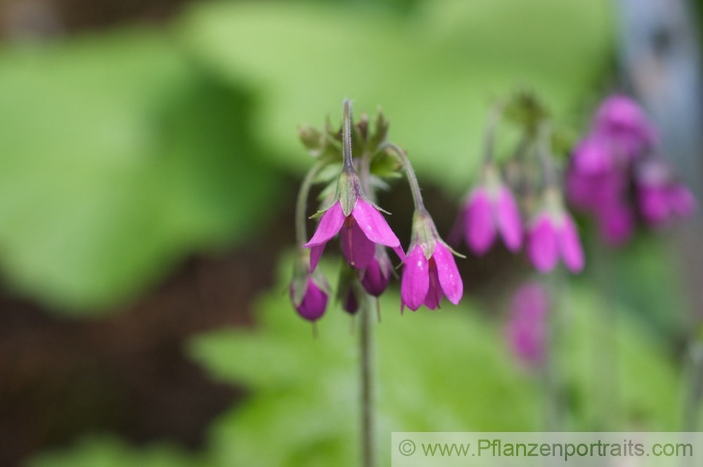 Cortusa matthioli Echtes Alpen Heilglöckchen.jpg