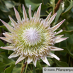 Protea cynaroides Artischocken Protea King Protea 4.jpg