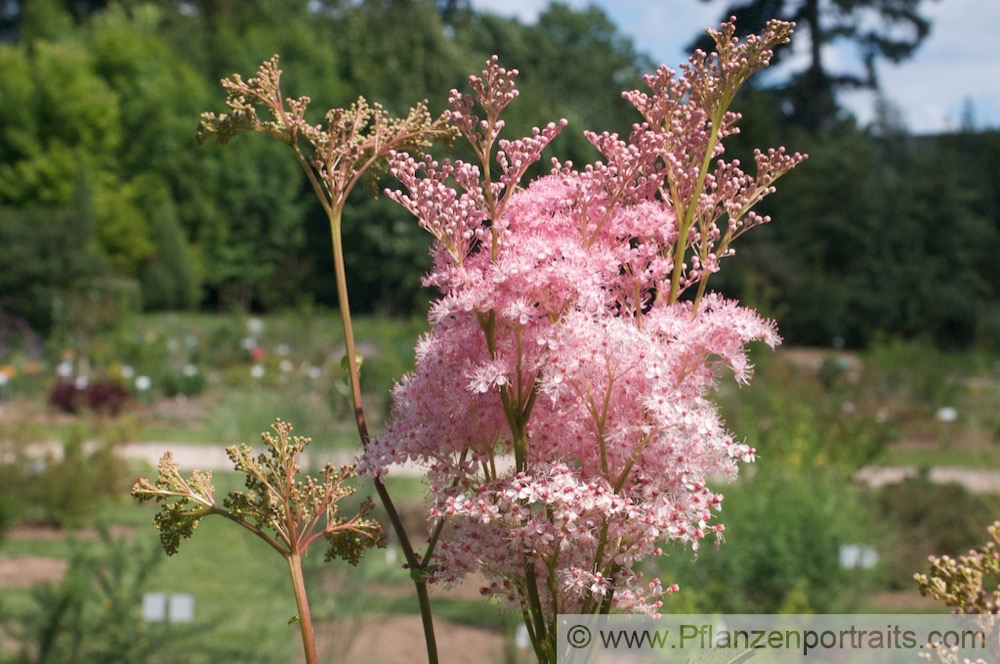 Filipendula rubra Maedesuess Queen of the Prairie 2.jpg