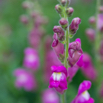 Antirrhinum majus Gartenlöwenmäulchen 2.jpg