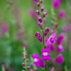Antirrhinum majus Gartenlöwenmäulchen_.jpg