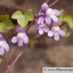 Cymbalaria muralis Mauerblümchen Ivy-leaved toadflax 2.jpg