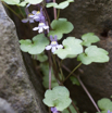 Cymbalaria muralis Mauerblümchen Ivy-leaved toadflax 3.jpg