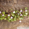 Cymbalaria muralis Mauerblümchen Ivy-leaved toadflax.jpg