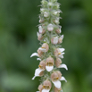 Digitalis lanata Wolliger Fingerhut Woolly Foxglove.jpg