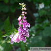 Digitalis pupurea D_Fingerhut E_Foxglove_7.jpg