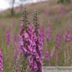 Digitalis purpurea Roter Fingerhut Purple Foxglove 5.jpg