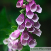 Digitalis purpurea Roter Fingerhut Purple Foxglove 6.jpg
