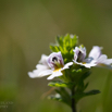 Euphrasia minima Kleiner Augentrost Eyebright.jpg