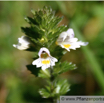Euphrasia officinalis Augentrost Eyebright.jpg
