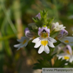 Euphrasia picta Bunter Augentrost Nichtsnutzle Eyebright 2.jpg
