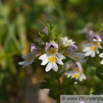 Euphrasia picta Bunter Augentrost Nichtsnutzle Eyebright.jpg