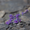 Linaria alpina Alpenleinkraut Alpine toadflax.jpg