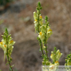 Linaria vulgaris Frauenflachs Leinkraut Toadflax Butter and eggs 2.jpg