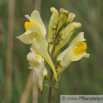 Linaria vulgaris Frauenflachs Leinkraut Toadflax Butter and eggs.jpg
