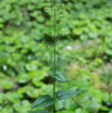 Scrophularia nodosa Knotige Braunwurz Woodland Figwort 3.jpg