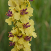 Verbascum nigrum Schwarze Koenigskerze Dark Mullein 2.jpg