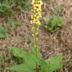 Verbascum nigrum Schwarze Koenigskerze Dark Mullein 3.jpg