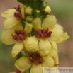 Verbascum nigrum Schwarze Koenigskerze Dark Mullein.jpg