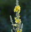 Verbascum thapsiforme Wollblume Mullein_.jpg