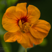 Tropaeolum majus Kapuzinerkresse Garden nasturtium-3.jpg