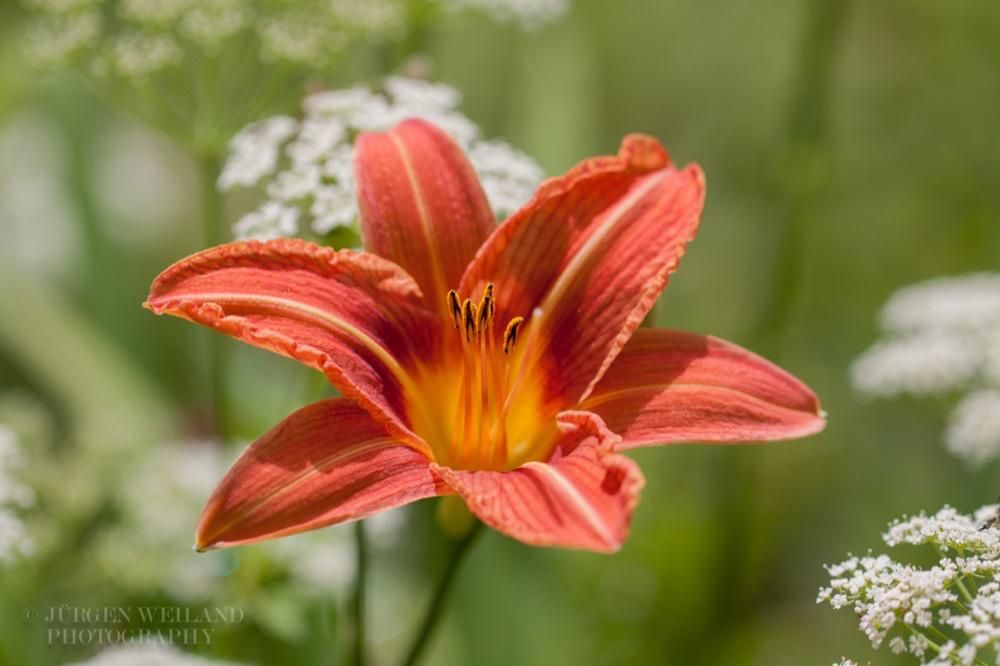Hemerocallis Taglilie Day Lily 2.jpg