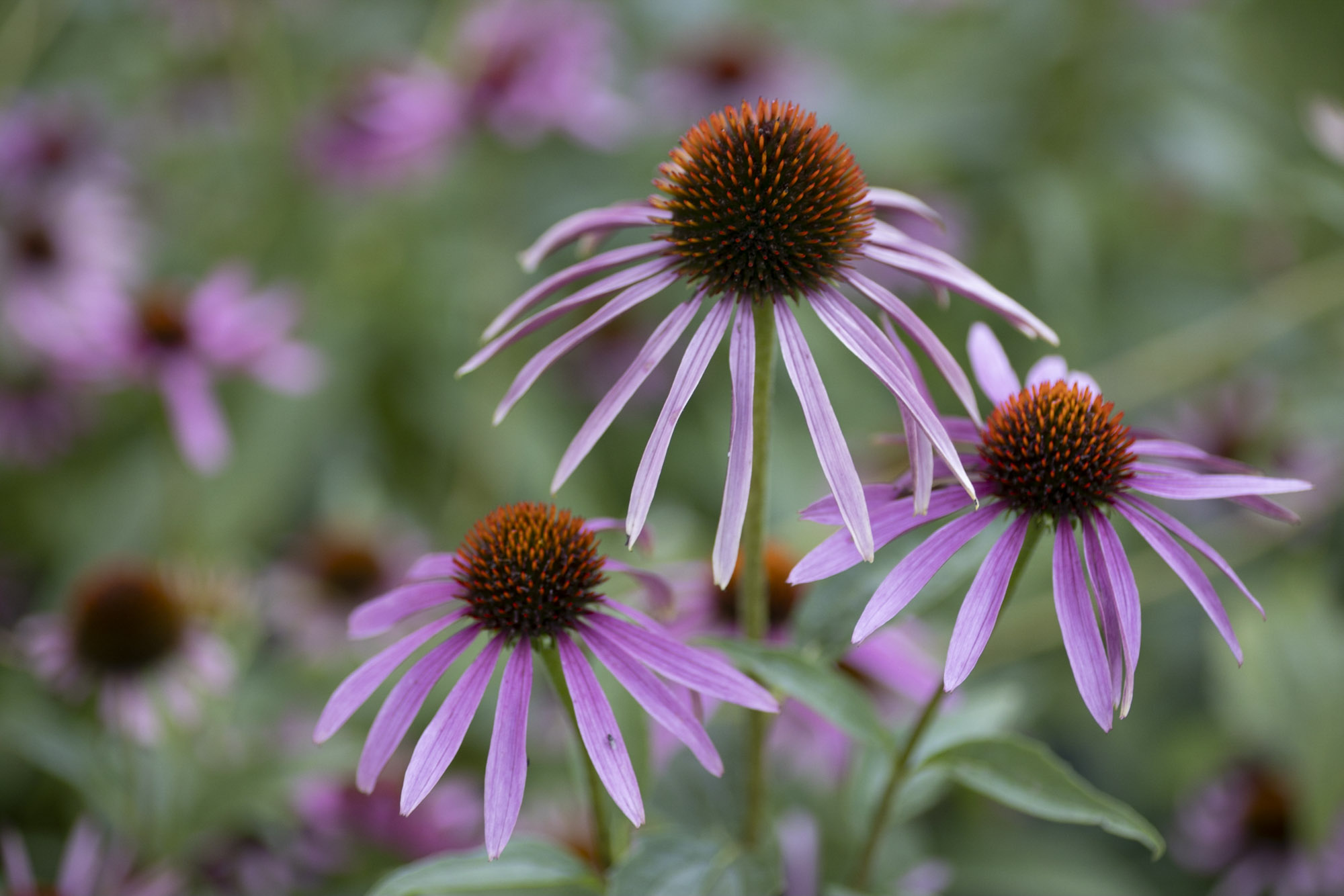 Echinacea